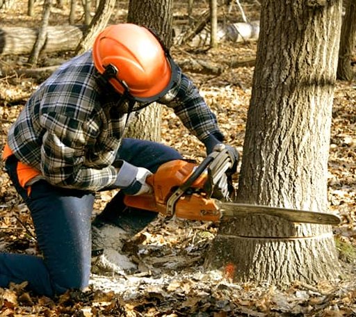 Tree Removal in Winchester, AR